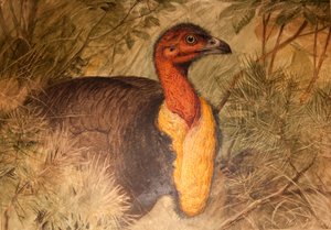 Brush Turkey